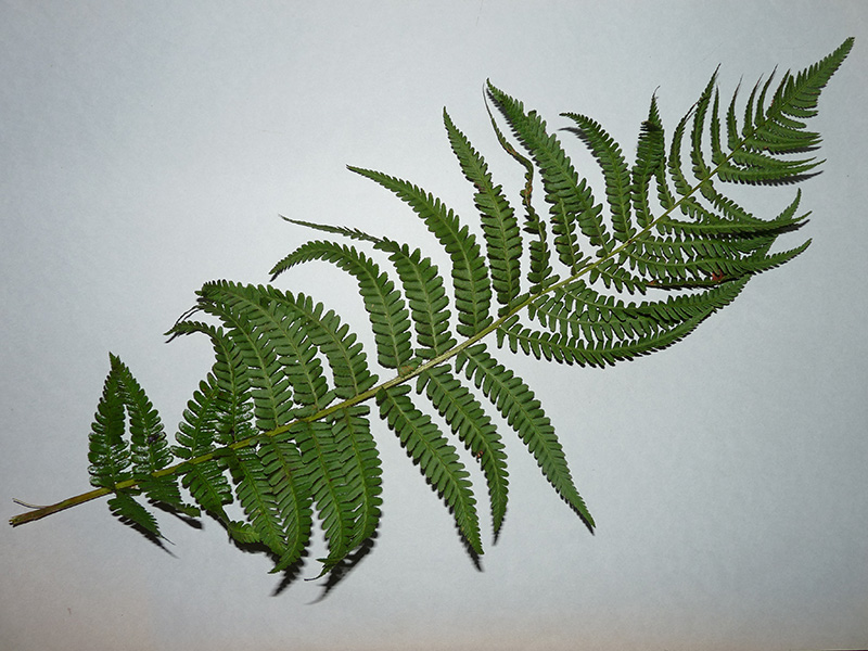 Dryopteris cfr. filix-mas